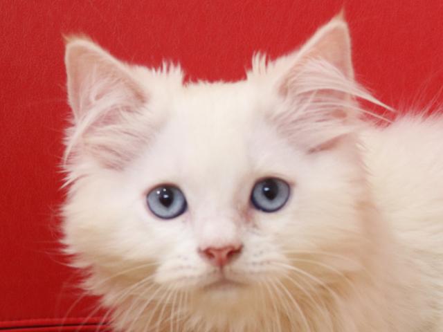 スコティッシュフォールド