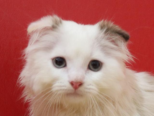 スコティッシュフォールド