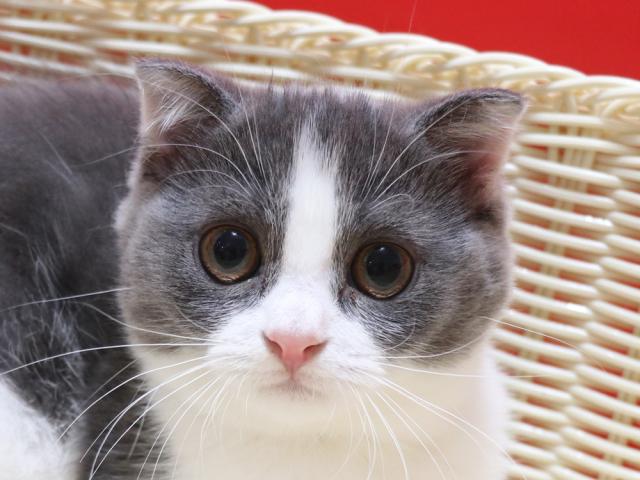 スコティッシュフォールド