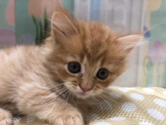 ミヌエット(旧ナポレオン)