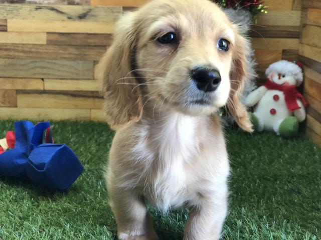 ミニチュアダックスフンド