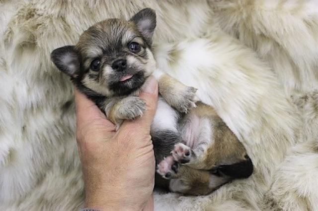 チワワ（ロングコート）