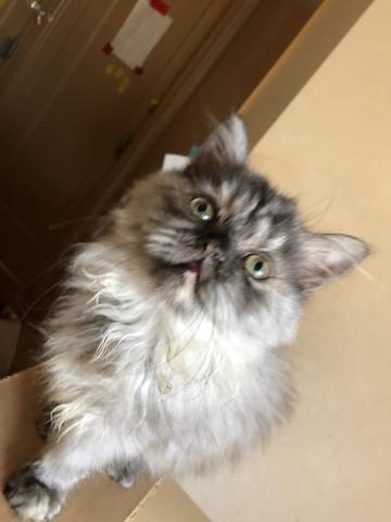 ミヌエット（旧ナポレオン）