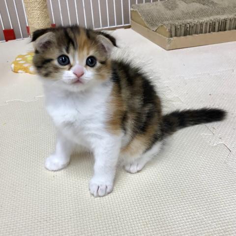 マンチカン