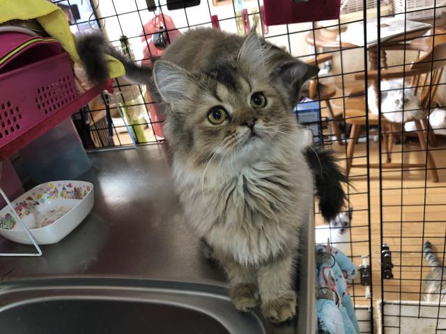 ミヌエット(旧ナポレオン)