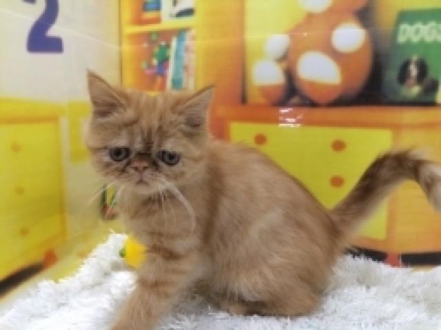 エキゾチックロングヘアー