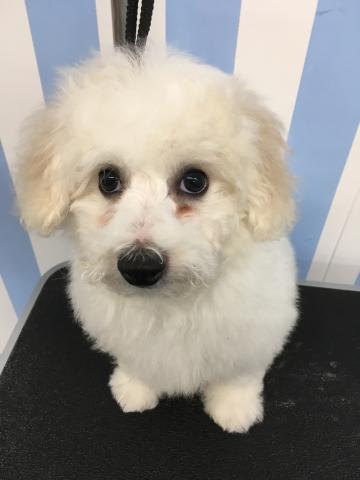 ビションフリーゼ