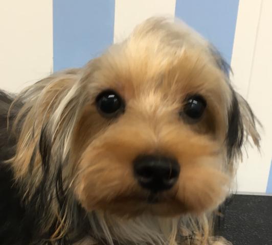 ヨークシャーテリア