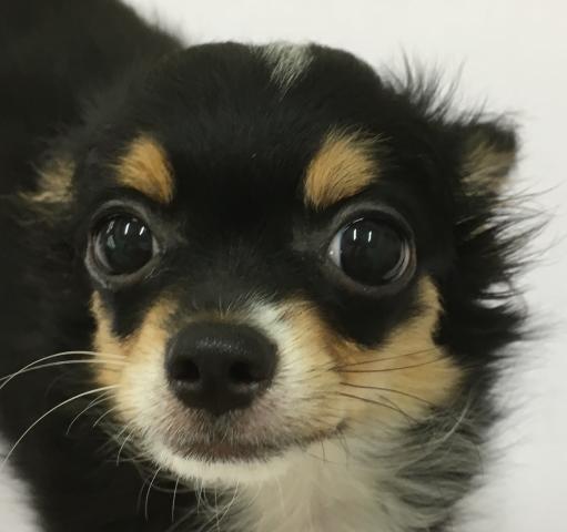 チワワ（ロングコート）