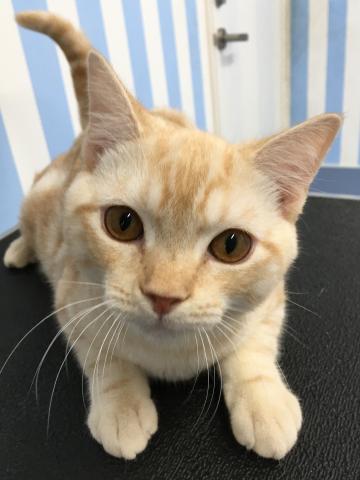 スコティッシュフォールド