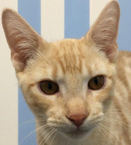 アメリカンショートヘアー