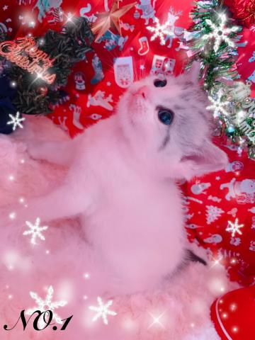 スコティッシュフォールド