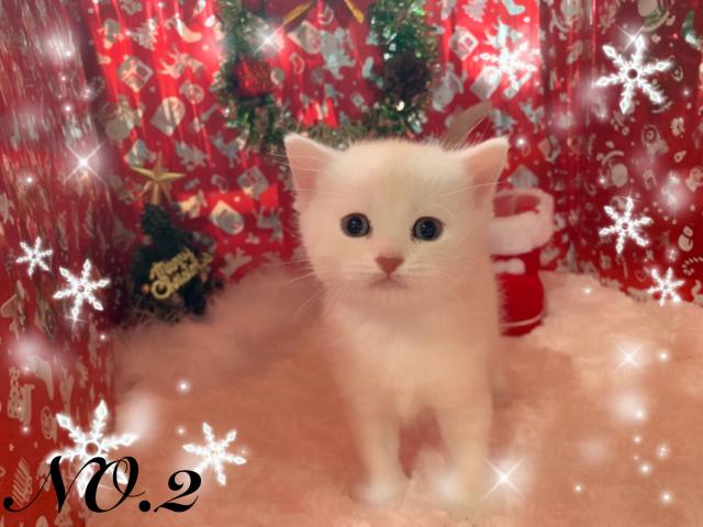 スコティッシュフォールド