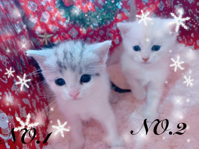 スコティッシュフォールド男の子兄弟♡