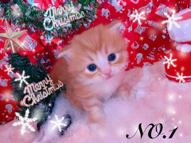 スコティッシュフォールド折れ耳