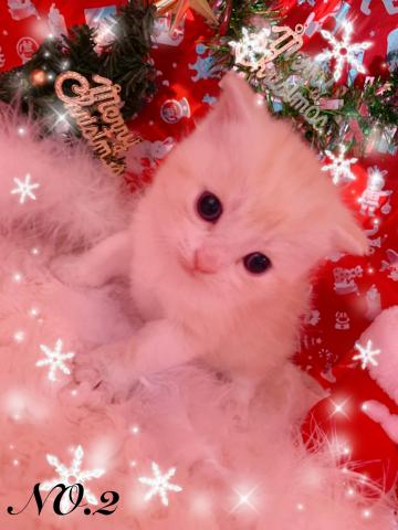 スコティッシュフォールド折れ耳