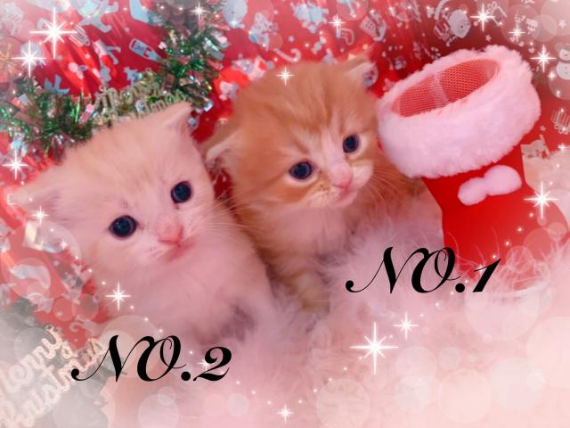 スコティッシュフォールド折れ耳