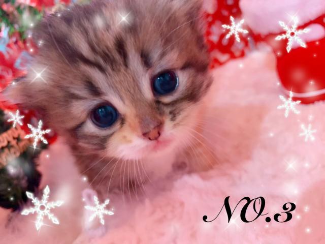 スコティッシュフォールド折れ耳