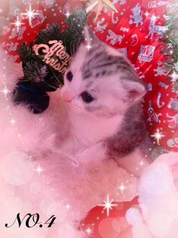 スコティッシュフォールド立ち耳