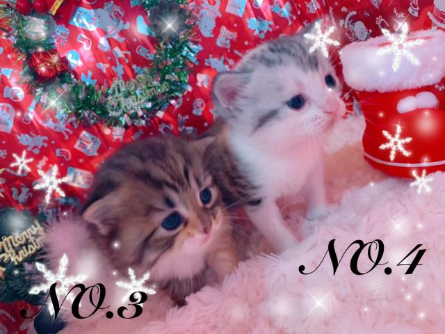 スコティッシュフォールド