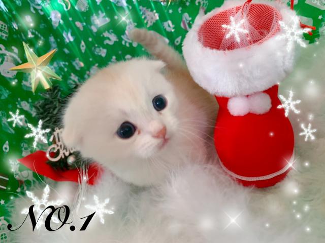 マンチカンド短足!!!