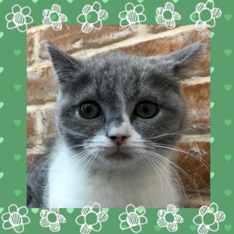 ブリティッシュショートヘア