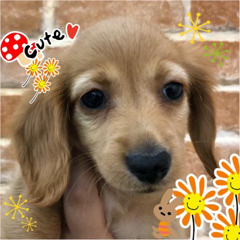 ミニチュアダックスフンド