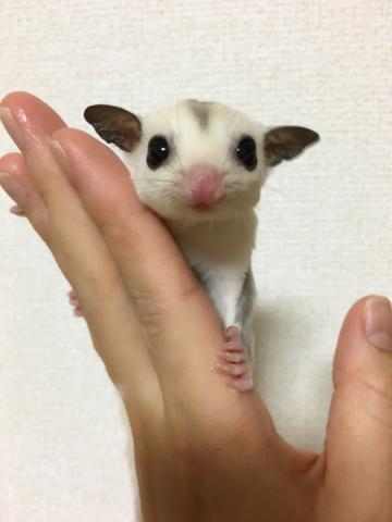 フクロモモンガ プラチナ