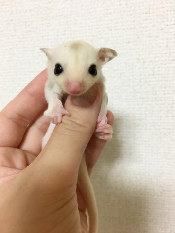 フクロモモンガ プラチナ