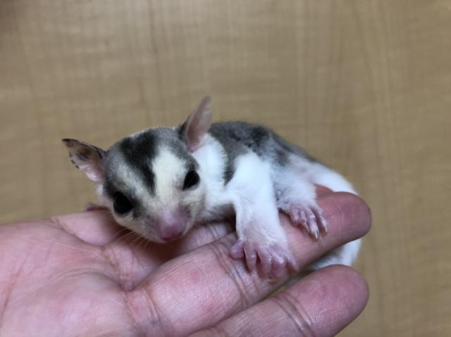 フクロモモンガ モザイク