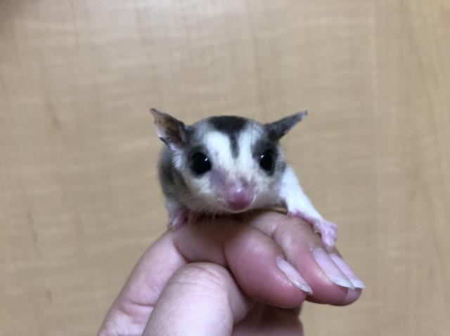 フクロモモンガ モザイク