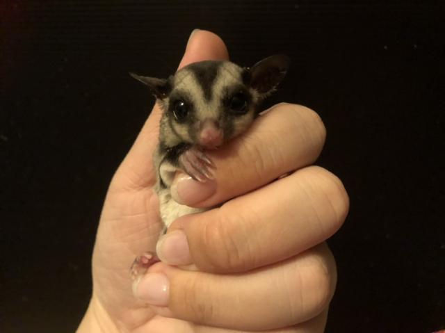 フクロモモンガ クラシック