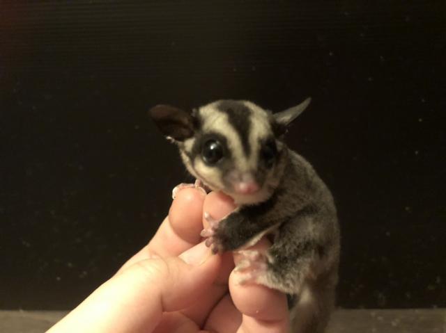 フクロモモンガ クラシック