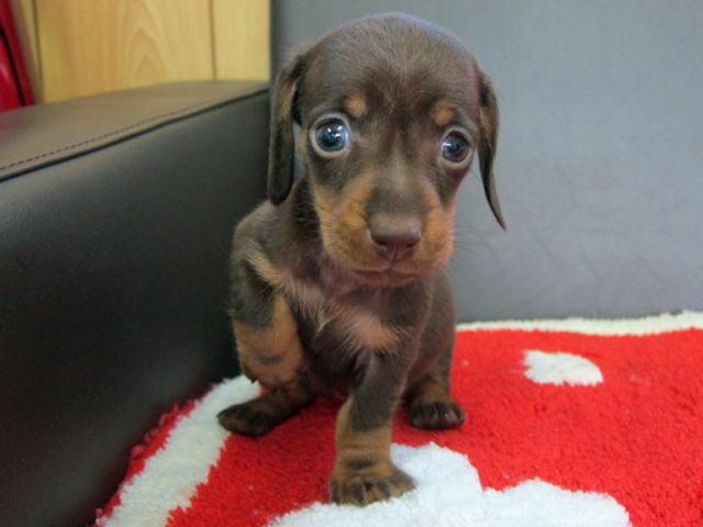 ミニチュアダックスフンド