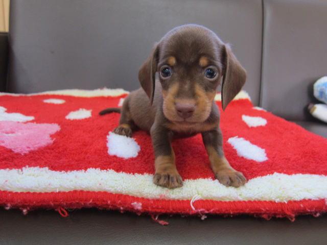 ミニチュアダックスフンド