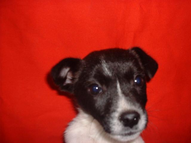 オマキザル 子犬や子猫たちのペット販売情報が満載 ペットステーション