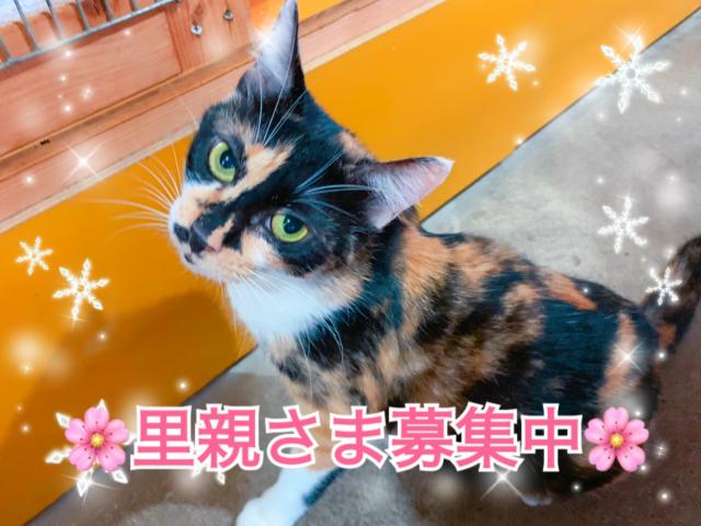 スコティッシュフォールド☆里親募集☆