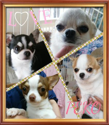 チワワ専門店BABY PEKO