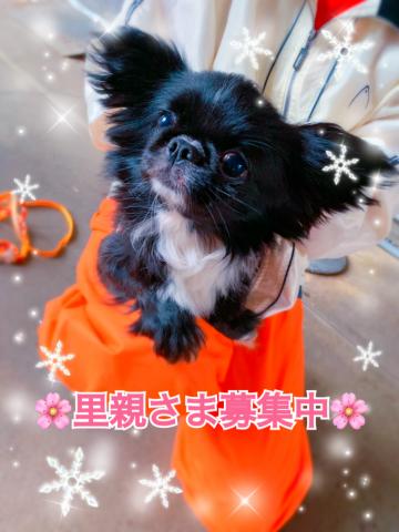 MIXシーペキ☆里親募集☆