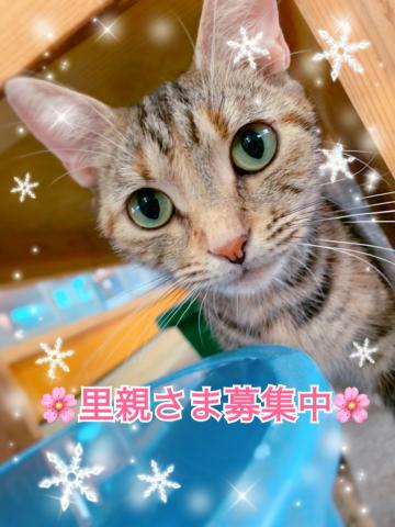 アメリカンショートヘアー☆里親募集☆