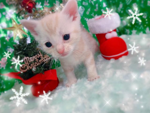 アメリカンショートヘアー