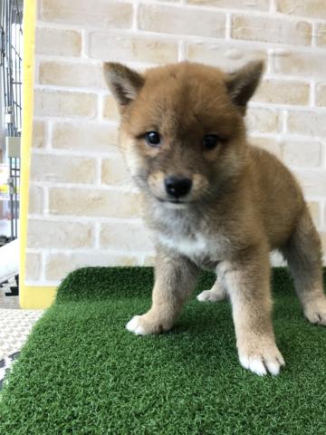 柴犬