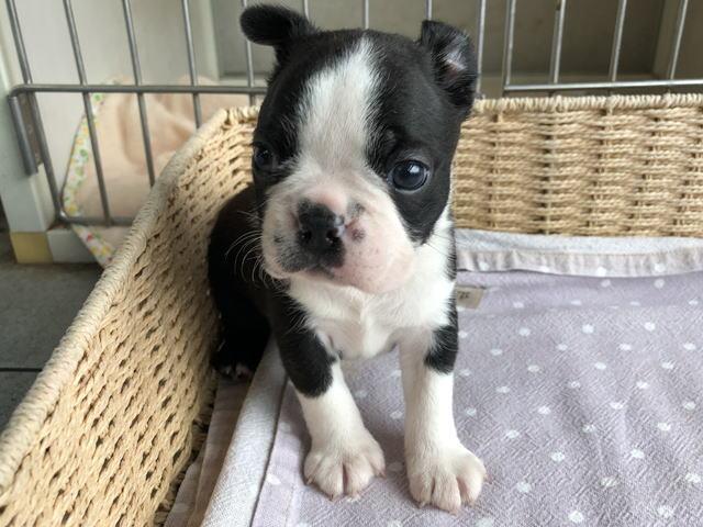 ボストンテリア