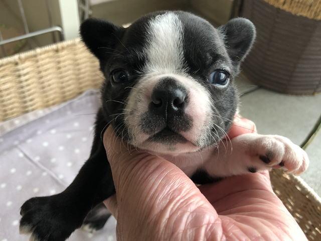 ボストンテリア