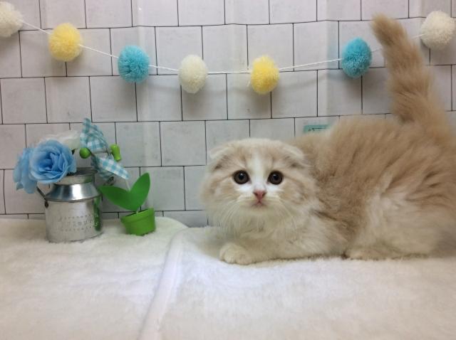 スコティッシュフォールド