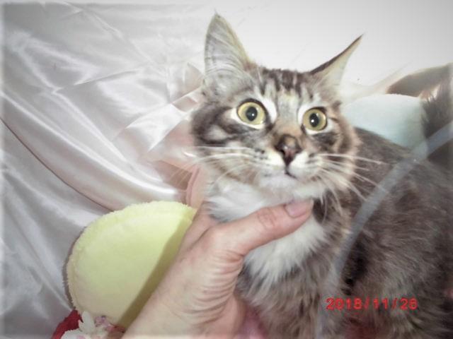 ノルウェージャンフォレストキャット