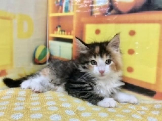 ノルウェージャンフォレストキャット