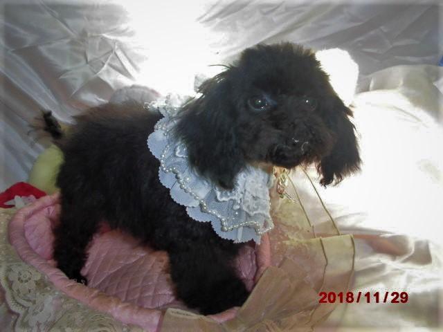 トイプードルTカッププードル