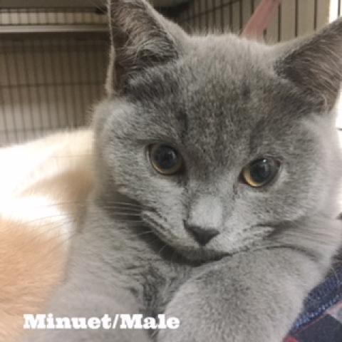 ミヌエット（旧ナポレオン）