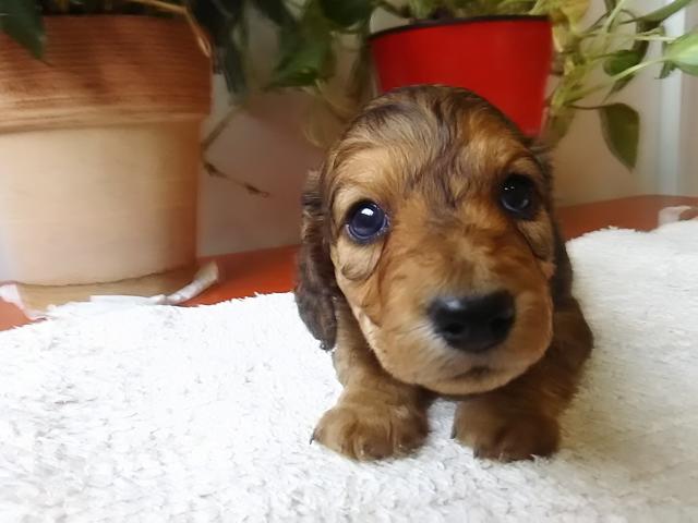 ミニチュアダックスフンド